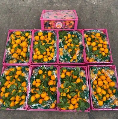 EGA BUAH