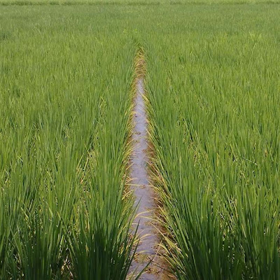 Ekowisata Panikel