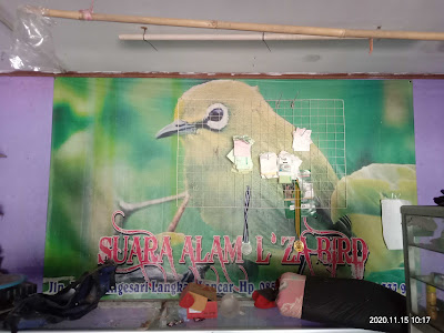 elza bird