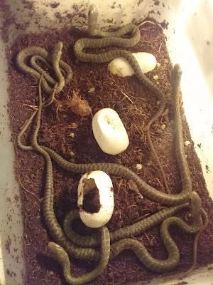 Epo_Reptil