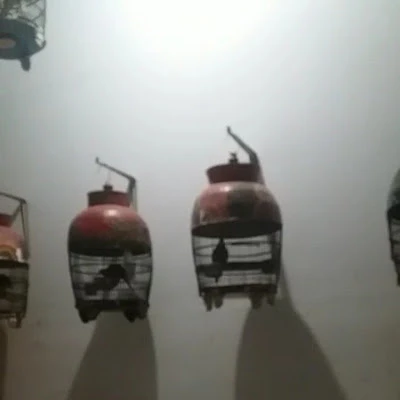Ternak perkutut