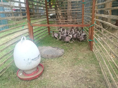 JTk farm