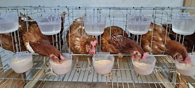 Golden Nest Farm Pangandaran