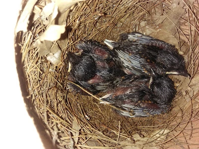Peternak Burung Murai Batu Nano Bf