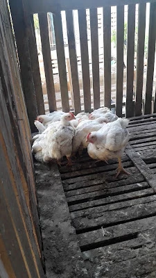 PETIR AYAM DAGING PAK SAKUN