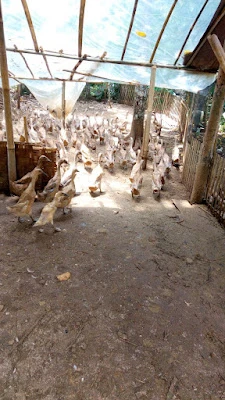Bebek Pak Teguh