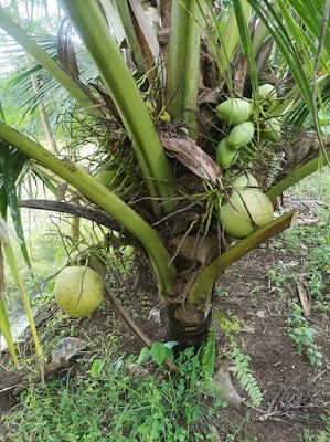toko salad dan es zekha murah