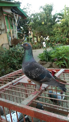 TRAH MERPATI TINGGI ( KANDANG IRENG RJG )