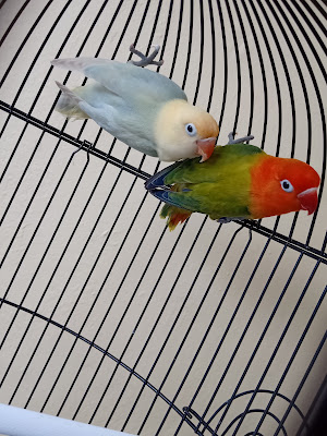 Fairy LoveBird Farm