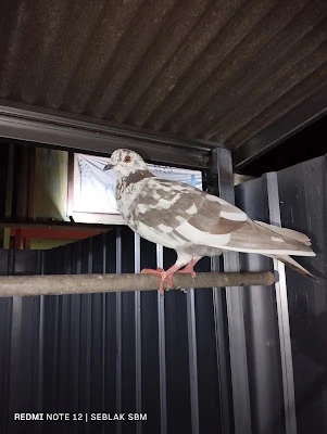 Jual Beli Burung Merpati Kalipucang