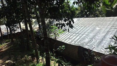 Kandang ayam pak sawin (sintung)