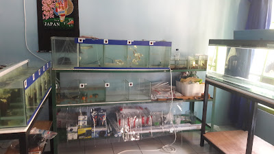 Febri Ikan Hias