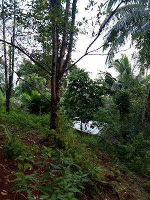 Wagir pakis view
