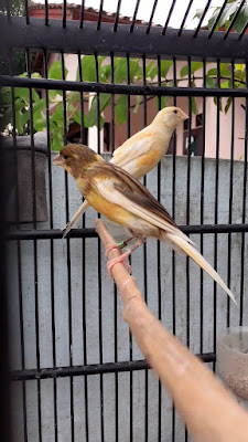 Fitrandi Canary