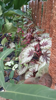 FLORIN GARDEN