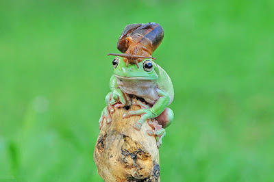 Frog Shop Gandrungmangu