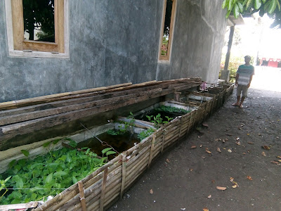 Fuad ikan hias (Guppy dan cupang)