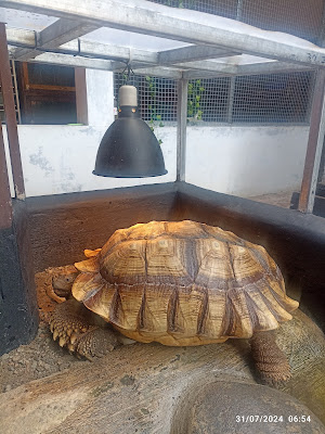 Gallery Reptile