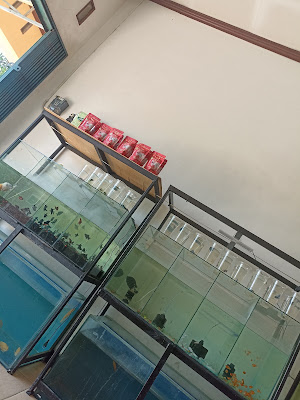 Garasi aquarium pusat grosir dan ecer ikan hias