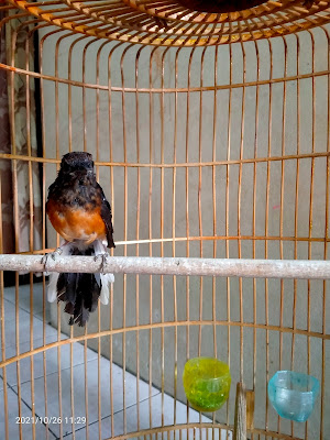 GMBF (RL) MURAI GRUJUGAN MANUK GRUJUGAN