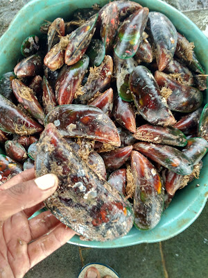 Grosir dan eceran kerang ijo pangandaran