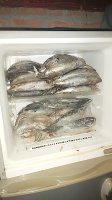 Grosir Ikan Laut Mustofa