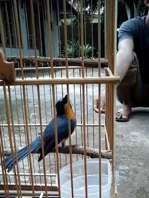 Guss iwan