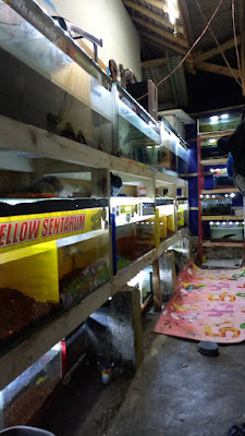 HABIB BERKAH BANYUMAS