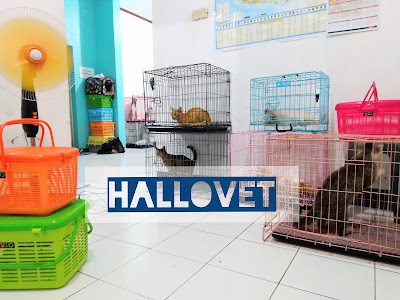Hallovet Animal Care