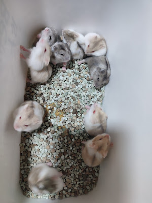 Hamster majenang