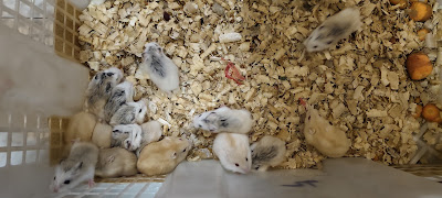 Hamster Ngapak Cilacap Winter & Roborovski