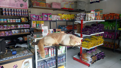 Helo Petshop purwokerto