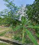 Home stay