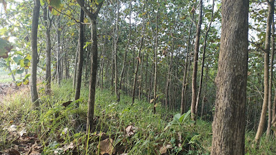 Hutan Jati