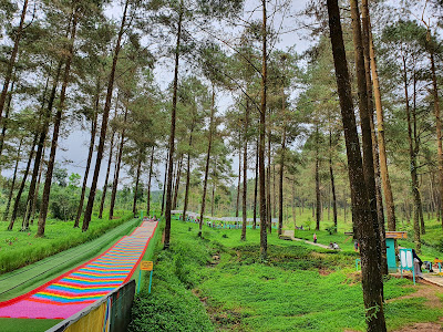 Hutan Pinus Limpakuwus