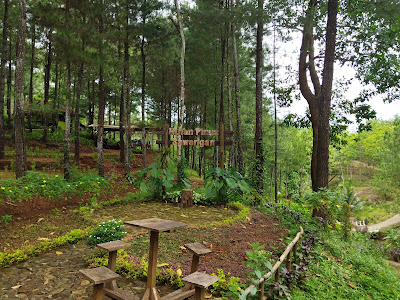 HUTAN PINUS SAWANGAN