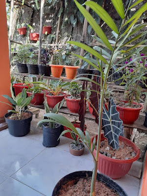 Ibu Tarsini Bakul Klambi