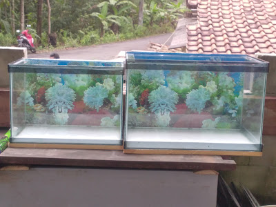 Ikan hias Ken zoar fish dan aquarium