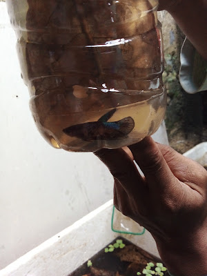 IKAN LAUT SEGAR