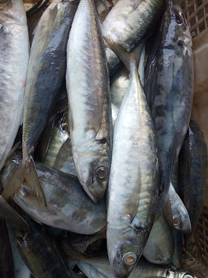 Ikan segar chandra w