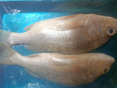 Ikan'ku Segar Seafood/Ikan laut Ajibarang, Ikan Air tawar, Belut, Gabus