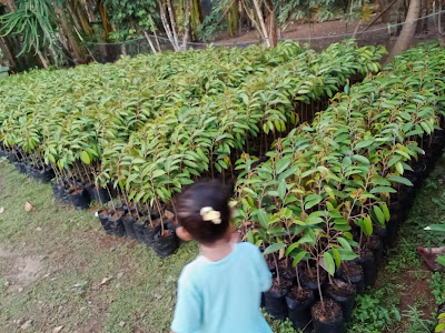 Ilham bibit durian