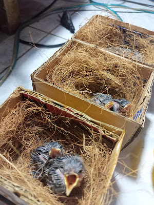 Ipeh bird farm