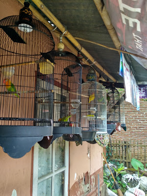 IZAR BF(BirdFarm)