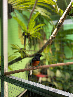 jamed bird farm purwokerto
