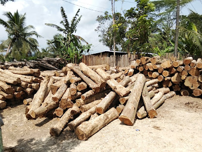 Jati Rahayu