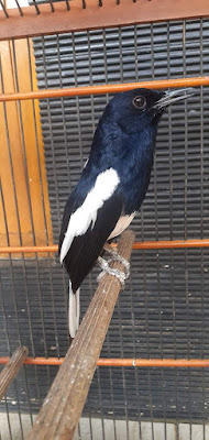 Jbb burung