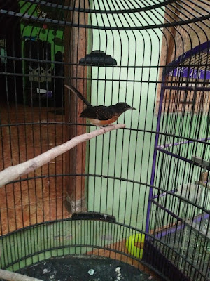 JERICHO LOVEBIRD