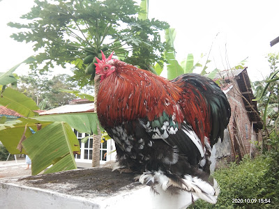 Jual Ayam Hias Cilacap