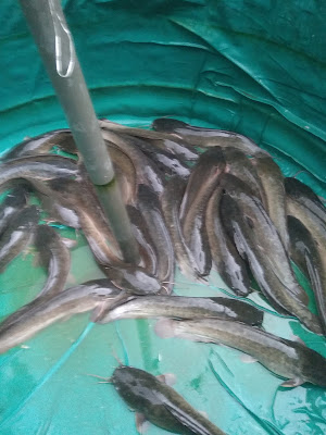 Jual beli benih ikan lele